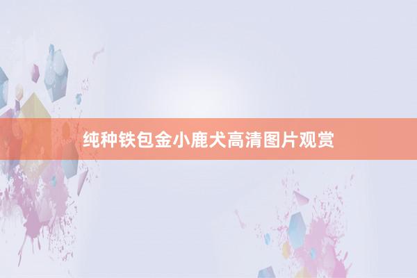 纯种铁包金小鹿犬高清图片观赏